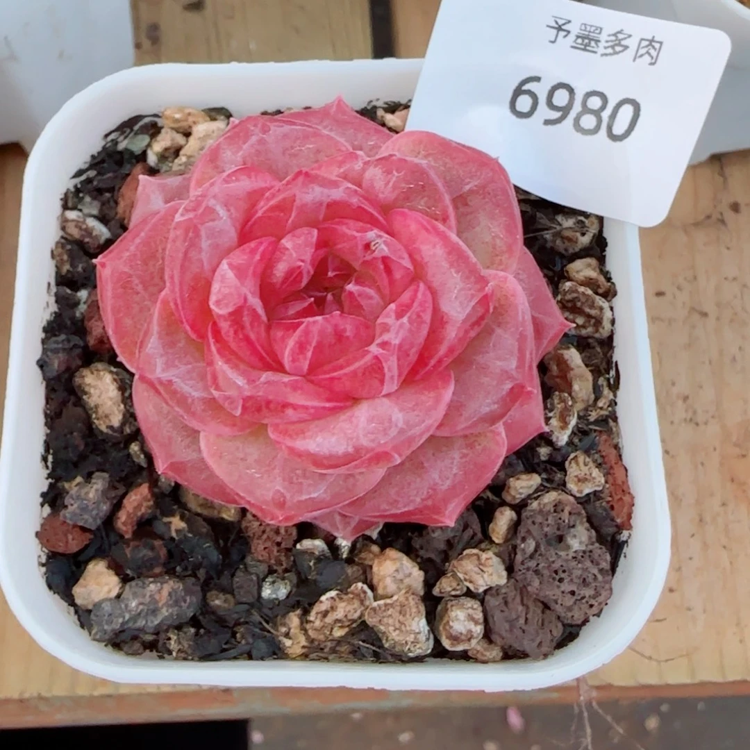 琥珀，6980多肉植物