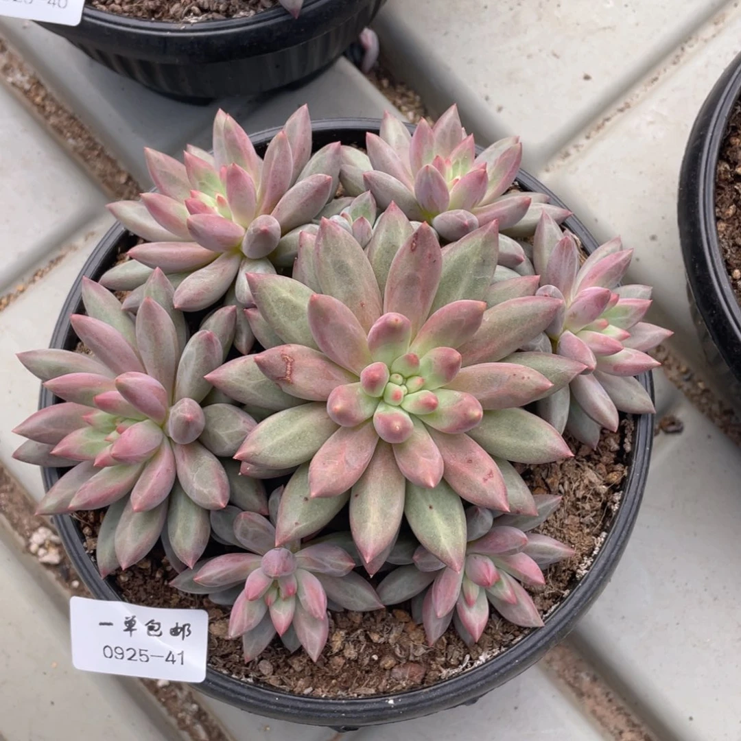 0925-41-虞。。。。，。