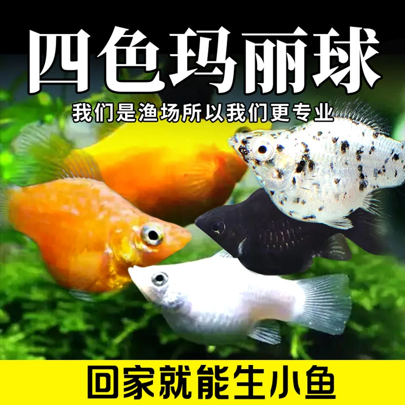【直播专用1 大小3-4cm 玛丽球5条/10条】‌下崽狂魔热带小型观赏鱼