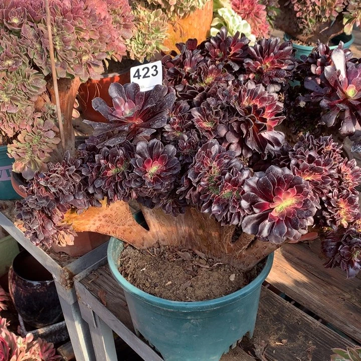 423欧紫缀多肉大师