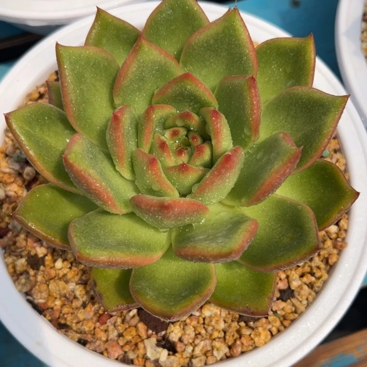 红酒桃，一物一拍027