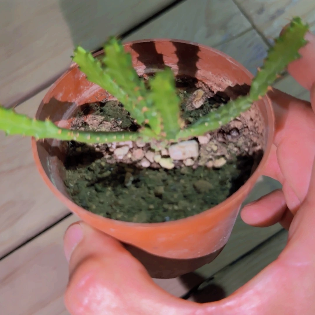 ****r块根植物块根植物