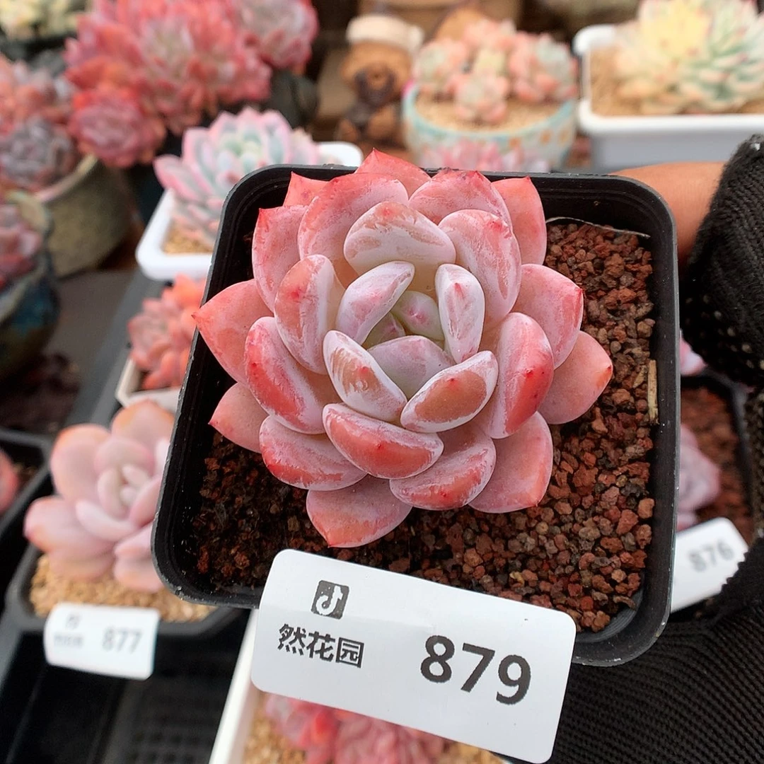 879日本雪天使多肉植物