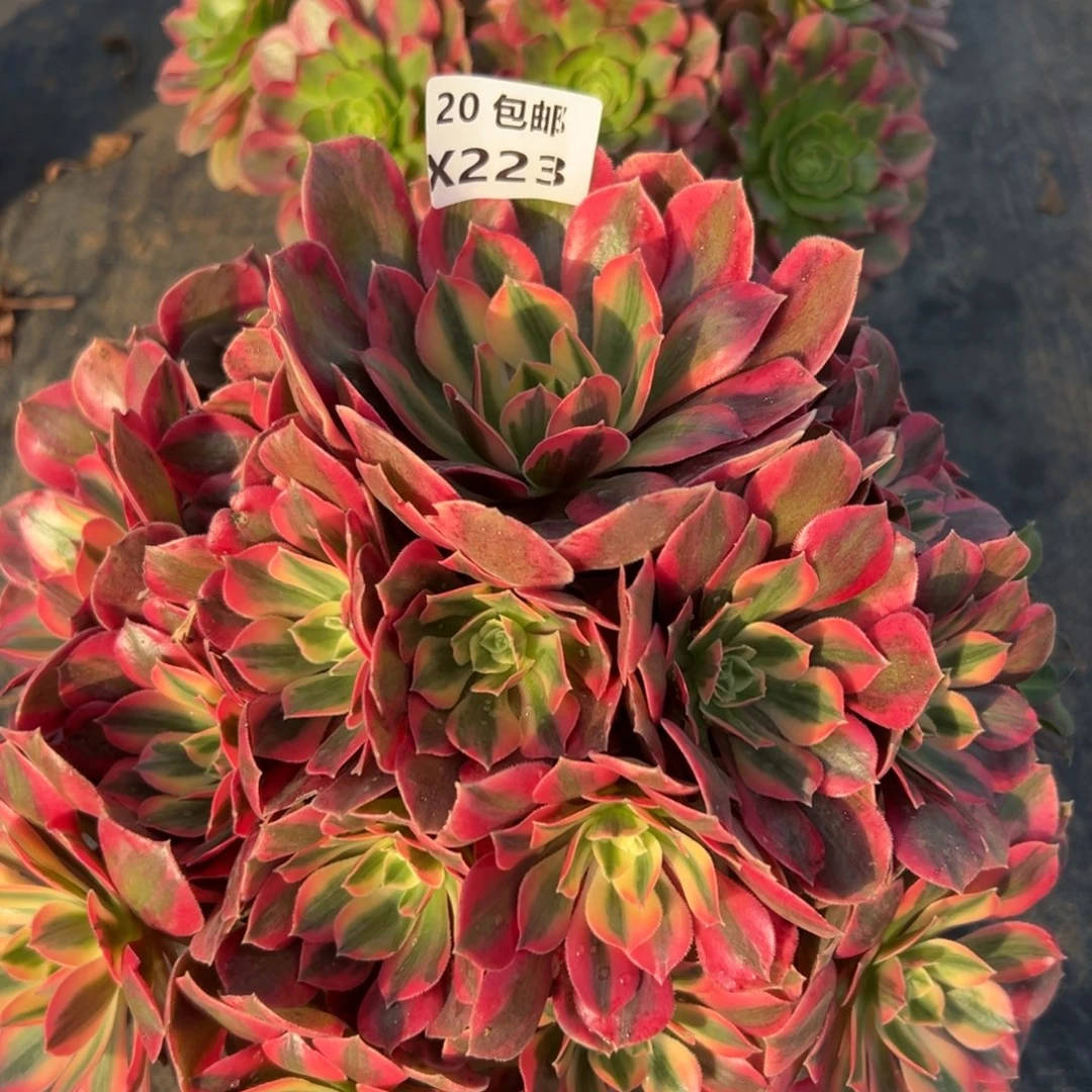 223女妖，满20包邮嘟叮熊