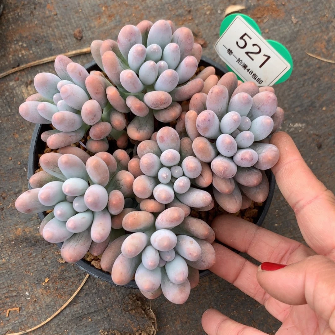 大叶汤圆开播福利