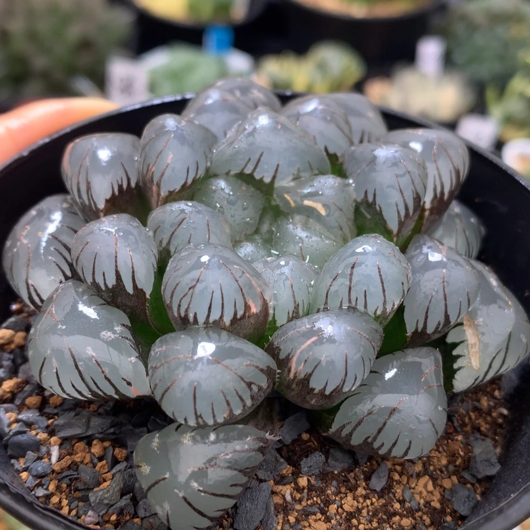 大冰灯玉露，带盆一起
