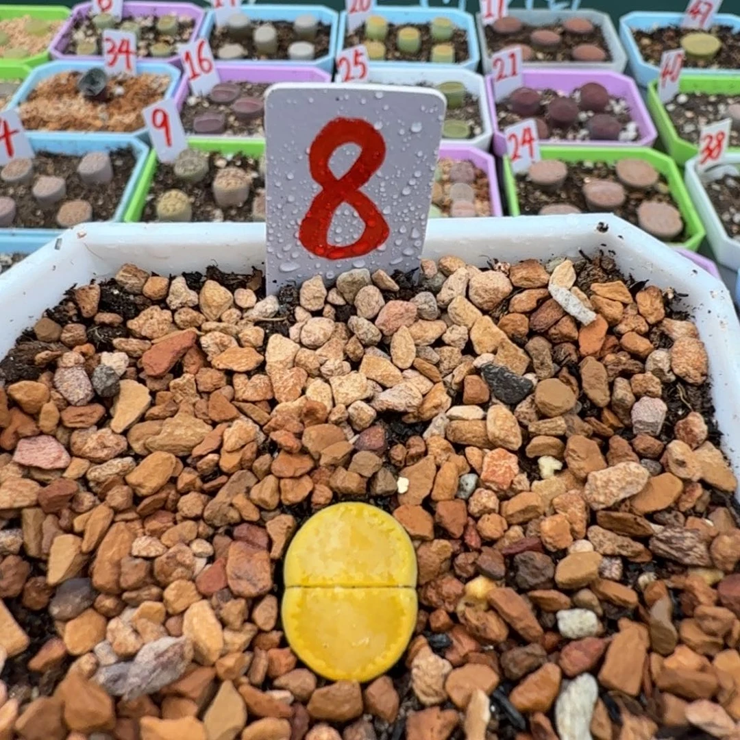 多喜多肉 精品黄饼干脱土发货 8