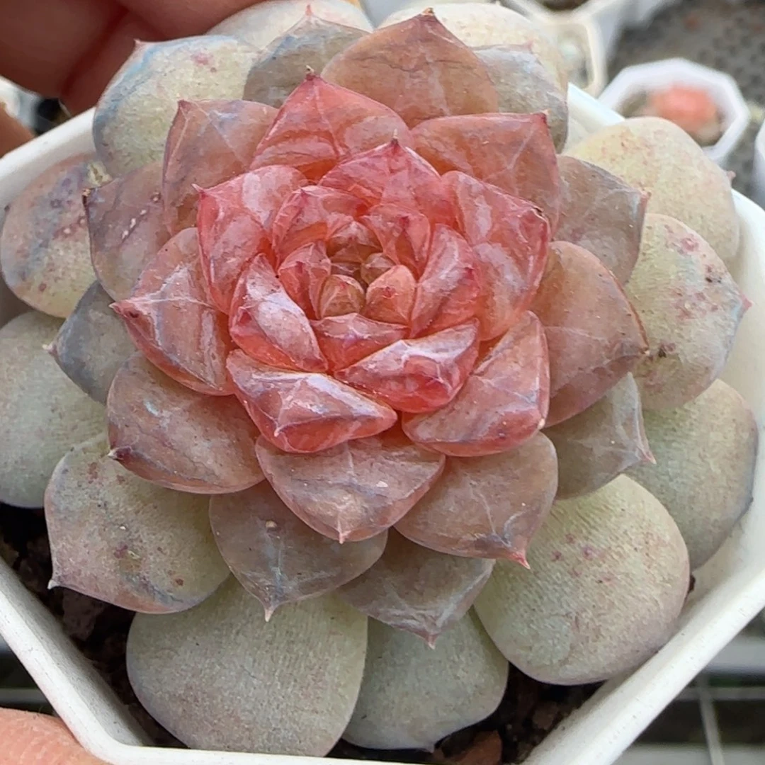 小卡拉米糖心一物一拍