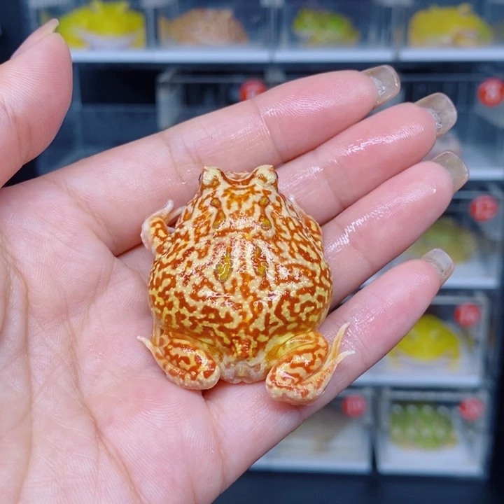 角蛙恭喜发财大吉大利