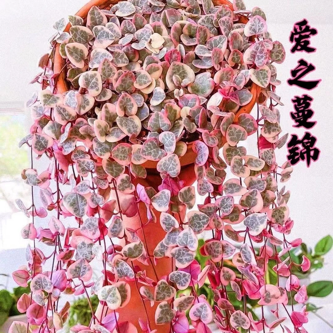 【乌鲁木齐发货】爱之蔓锦一寸心心叶垂吊吊兰多肉植物绿植吊兰盆栽