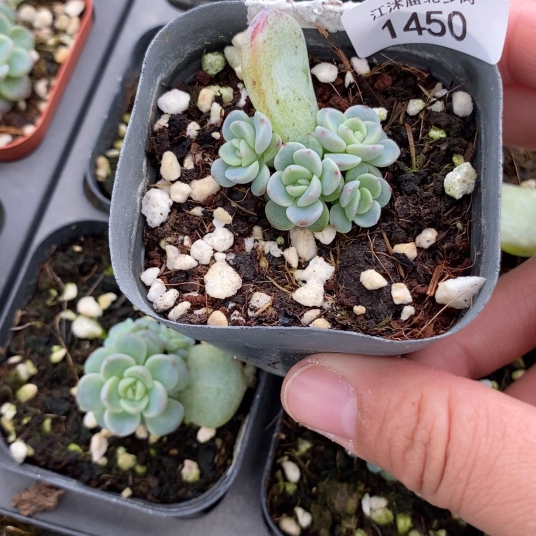 标1450秃子甜心一个多肉