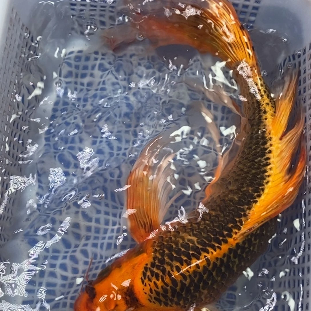 海水鱼冷水锦鲤包邮
