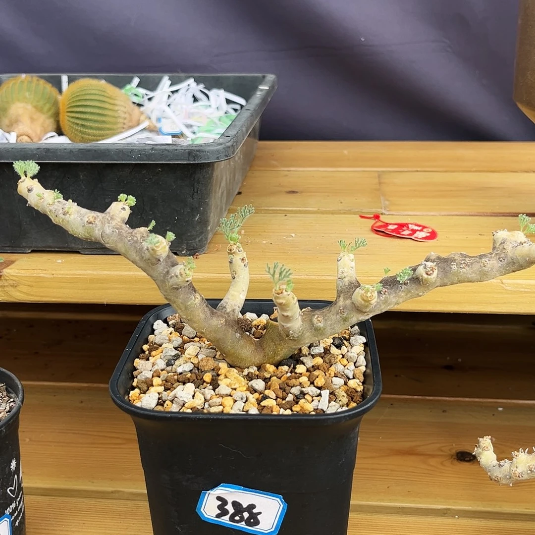 潮流植物产地黑皮月界