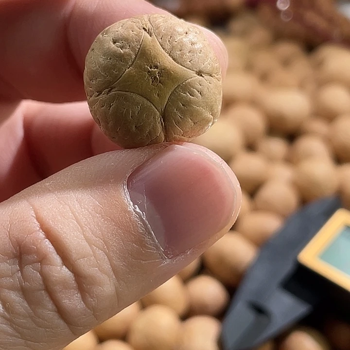 手串凤眼菩提尼泊尔小凤眼