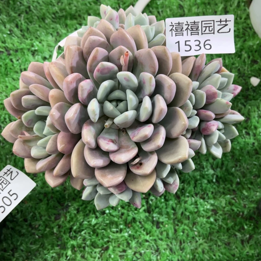 1536花瓣露多肉植物