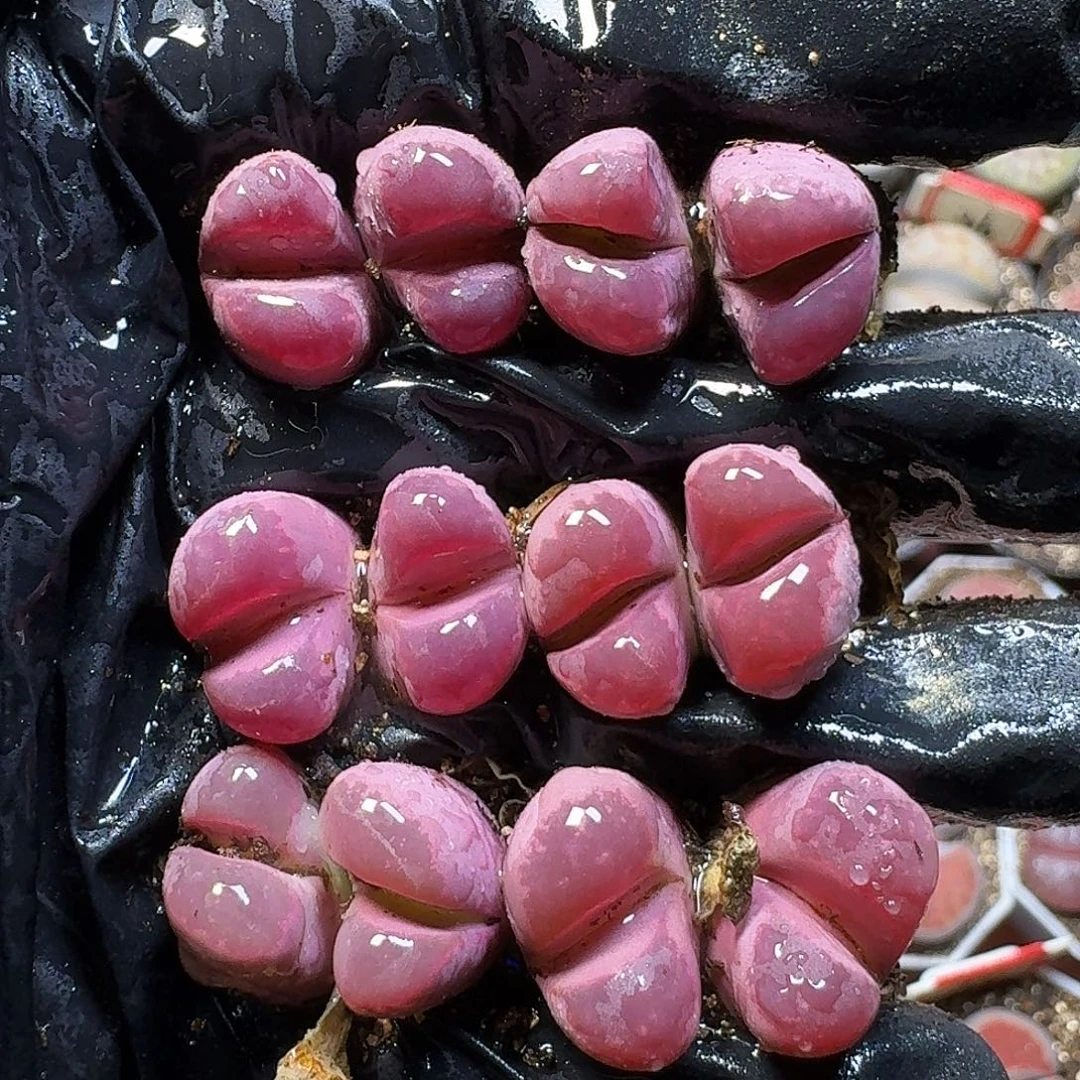 生石花1111111。   220