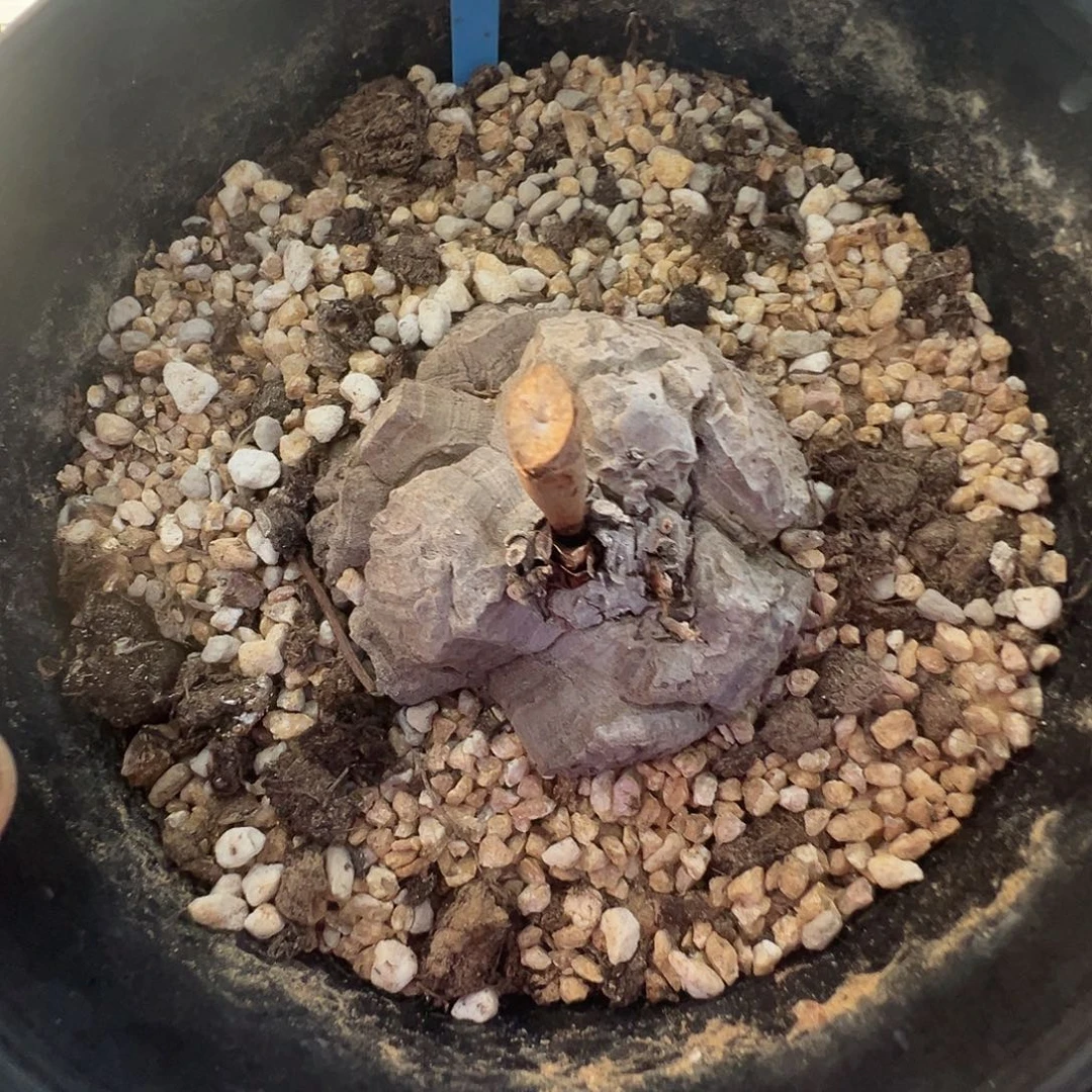 多肉植物专拍 一物一拍 南非龟甲龙15