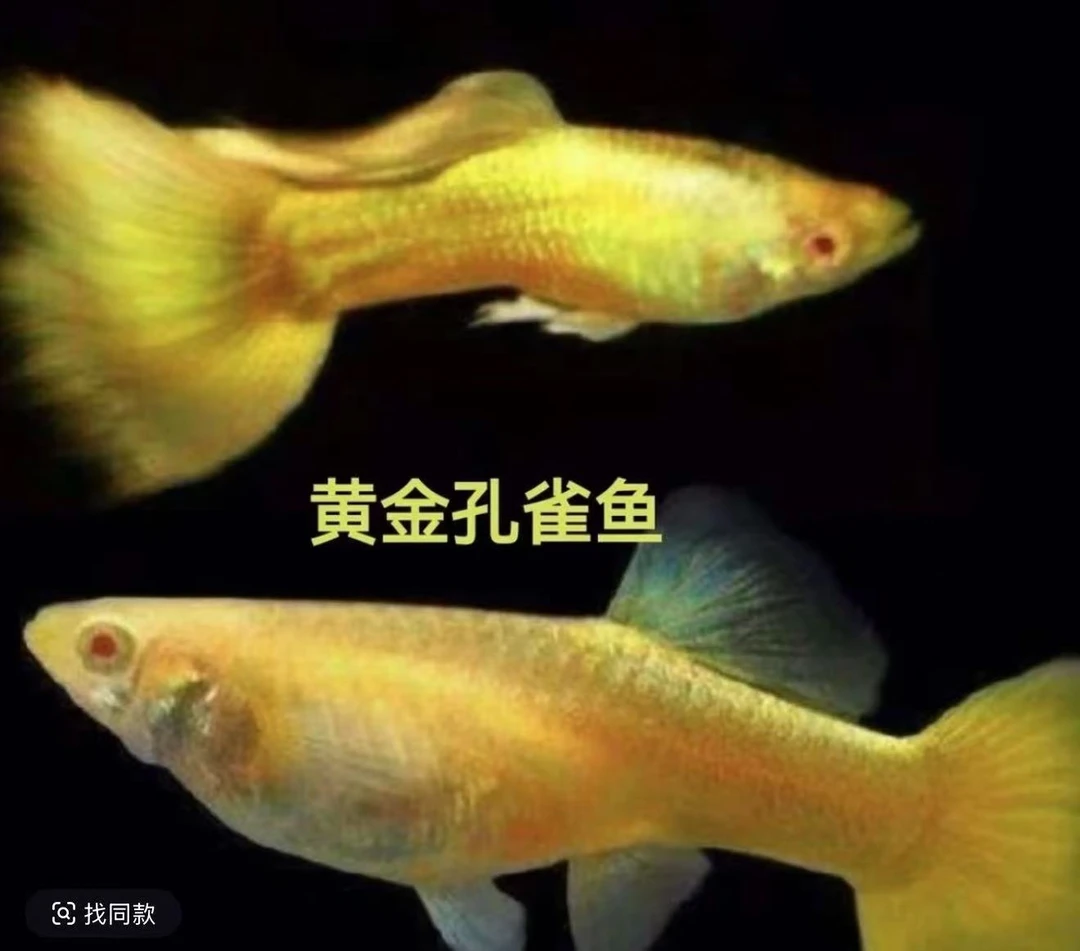 满鳞黄金孔雀鱼繁殖组（公鱼小母鱼大）