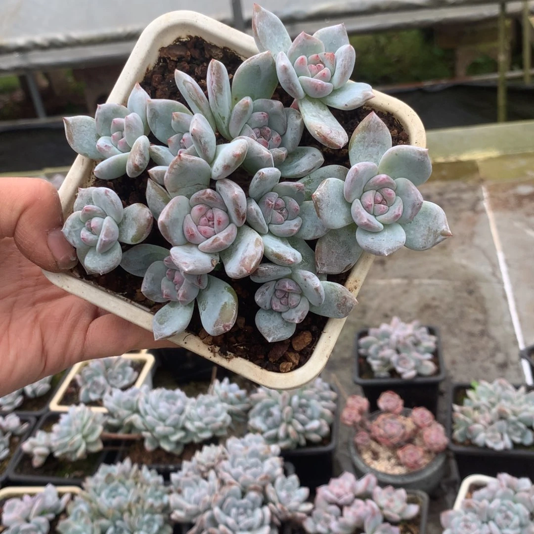 无花朵哈哈哈哈哈哈哈哈哈116