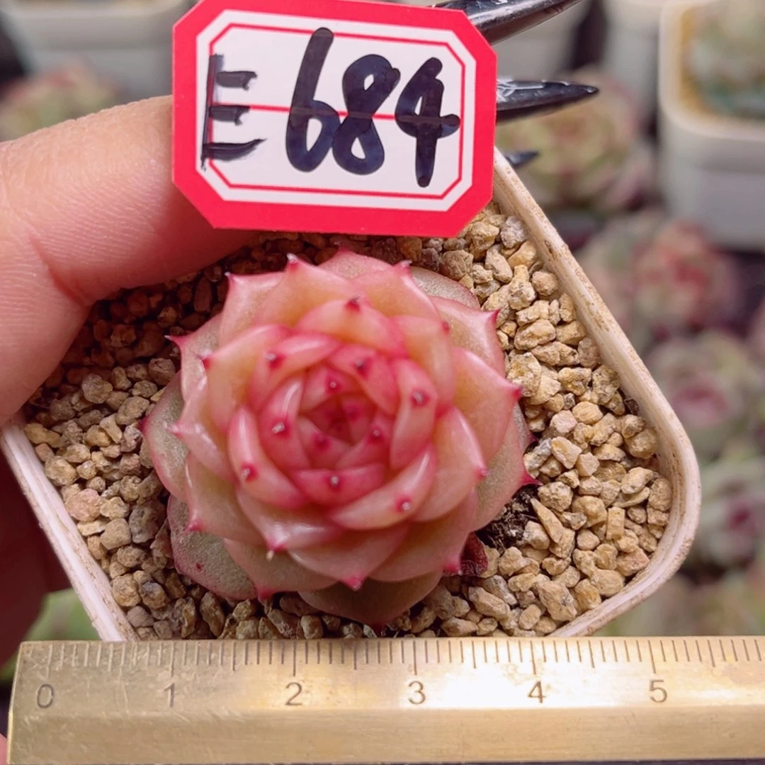 E684一物一拍 玉玲珑