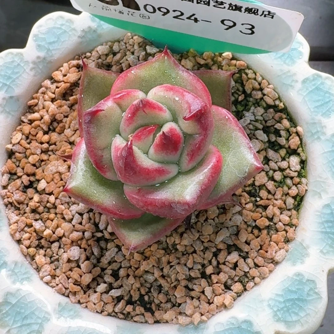 从前慢多肉精选编号0924.93