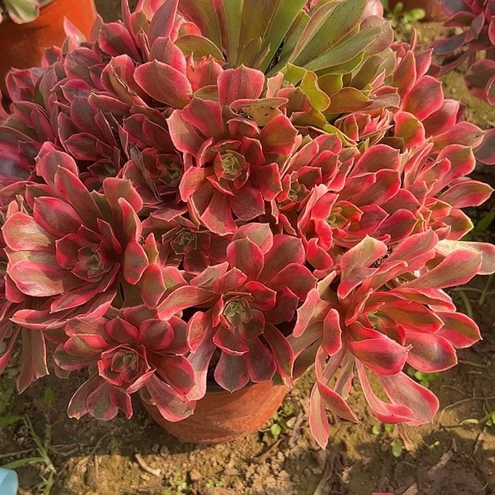 10.28-80女妖多肉植物0