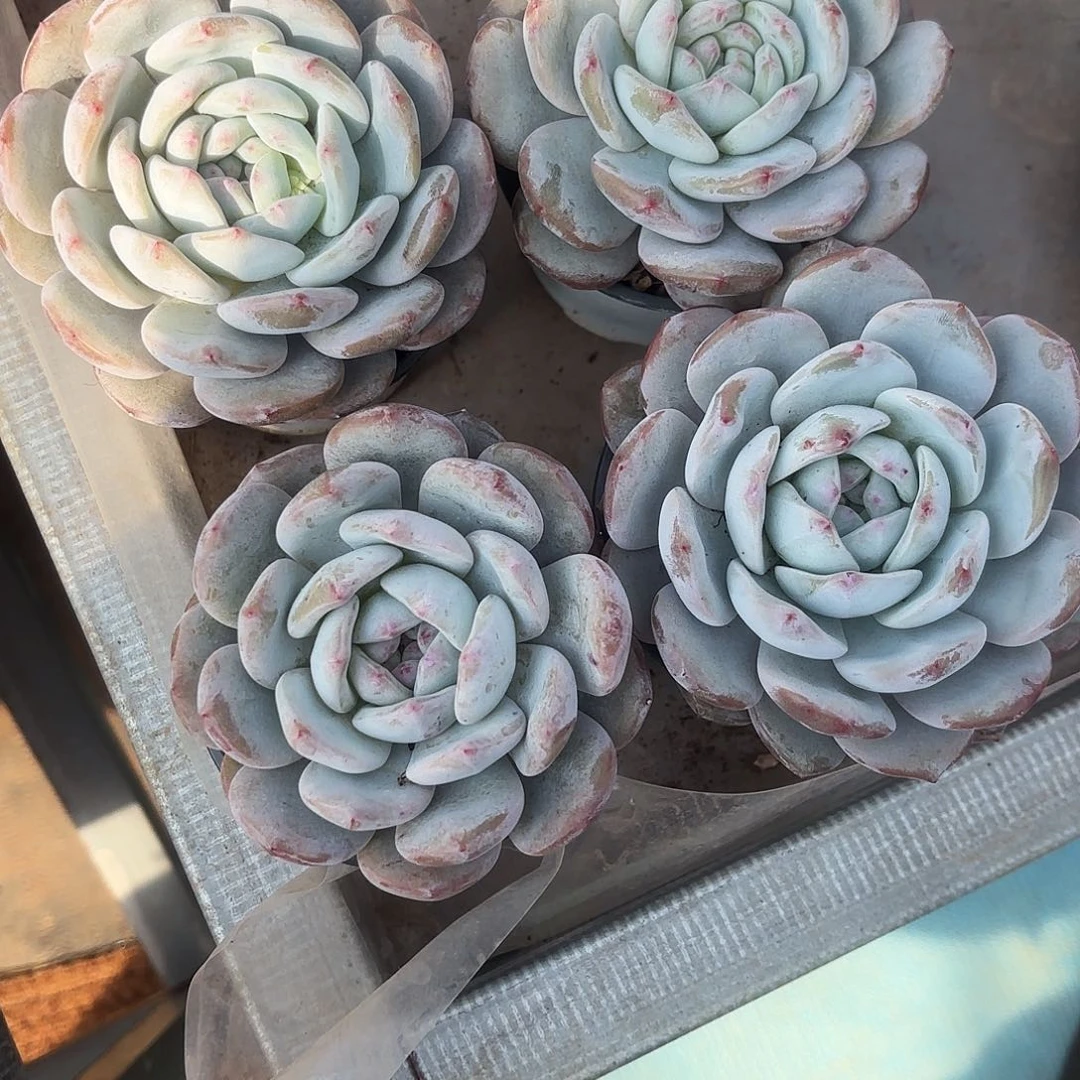 陈燕云姐的4个阴影