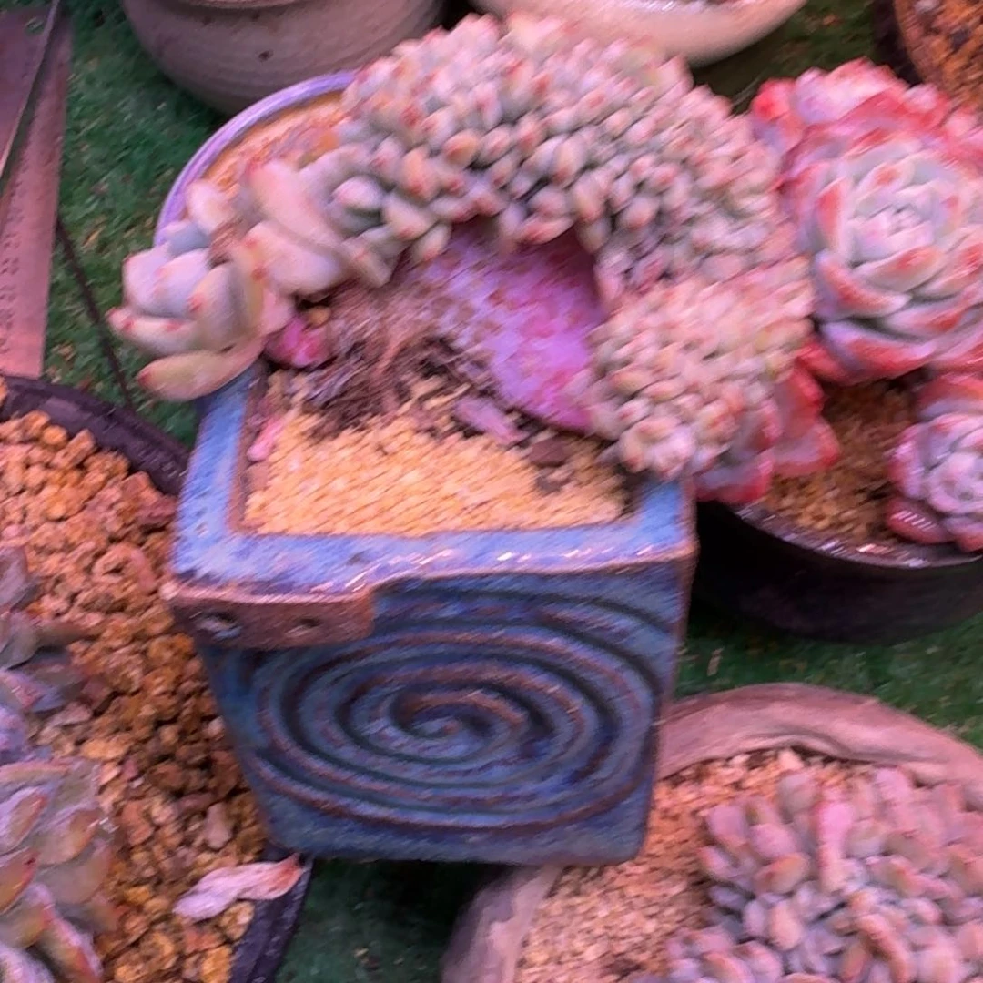 燕*星影缀化树无砍多肉