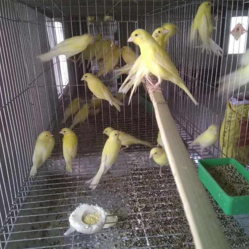 q芙蓉玉鸟鹦鹉活体宠物鸟直播间选鸟链接