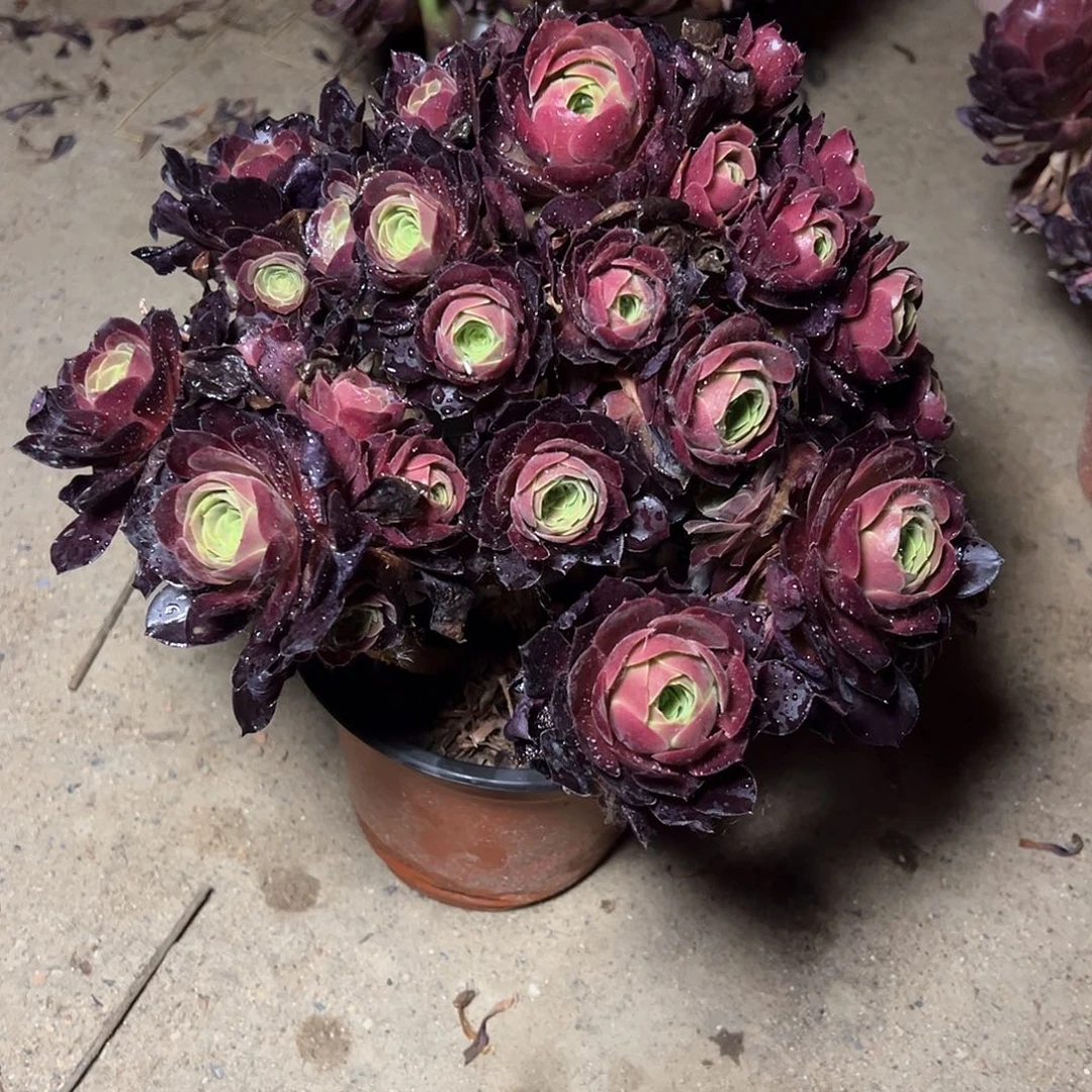 167多肉多肉多肉多肉多肉多肉多肉多肉