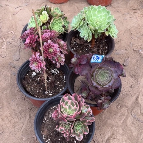 534多肉植物组合，