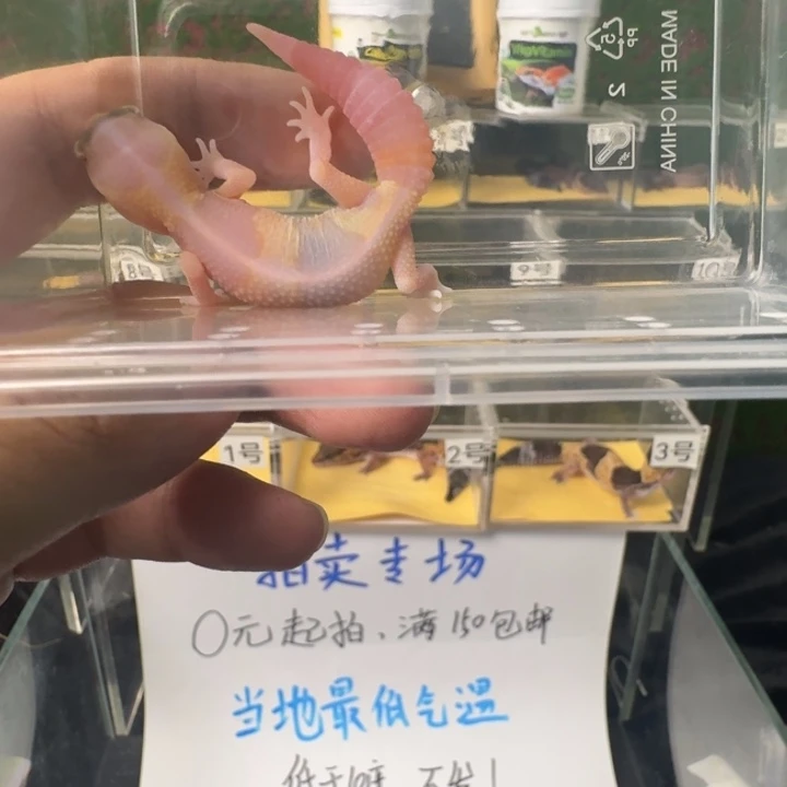 肥尾守宫焦糖橘白！开整！
