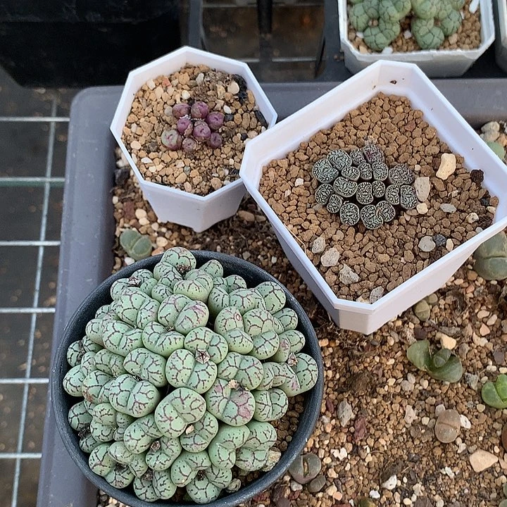 蓝***壳精品多肉植物精品多肉