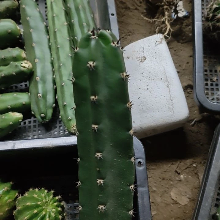 侠***姐仙人球黑刺袖普侧芽8个