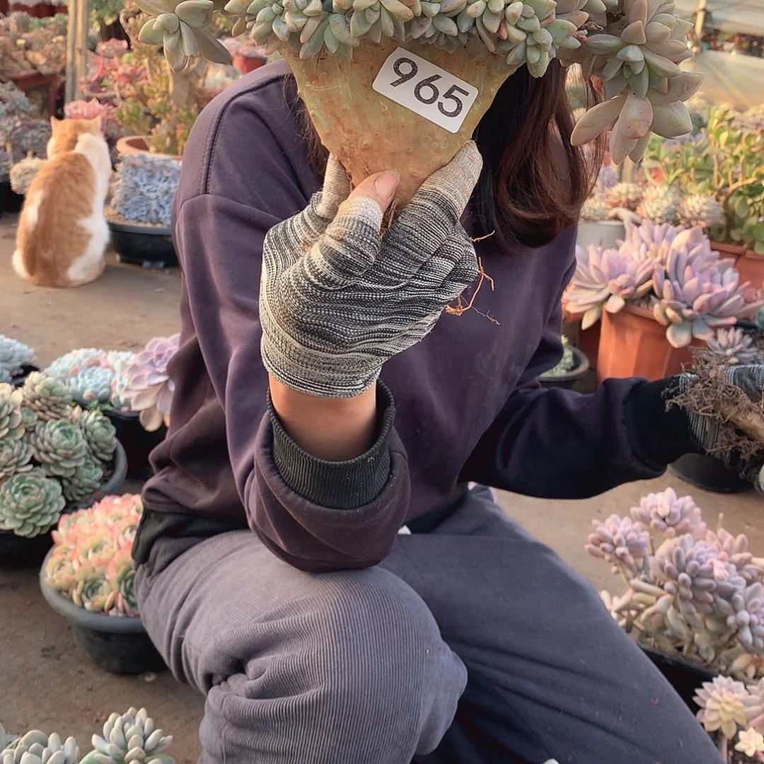 965 一物一拍多肉