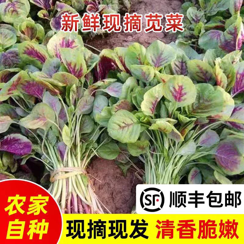 苏北露天新鲜红苋菜红汉菜红旱菜野菜当季蔬菜圆叶苋菜现摘现发