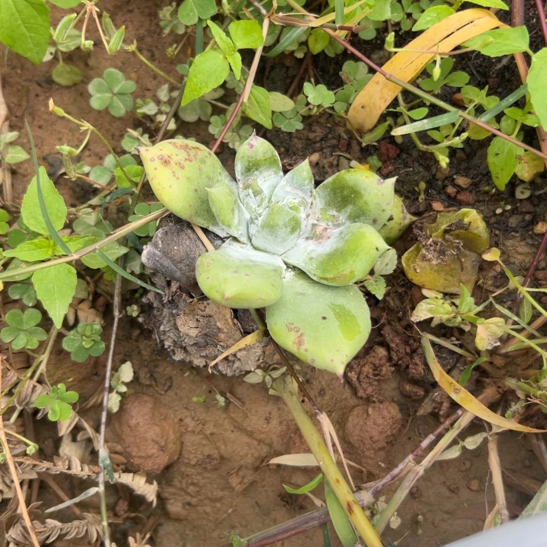 大****谢谢姐姐～一物一拍就11361