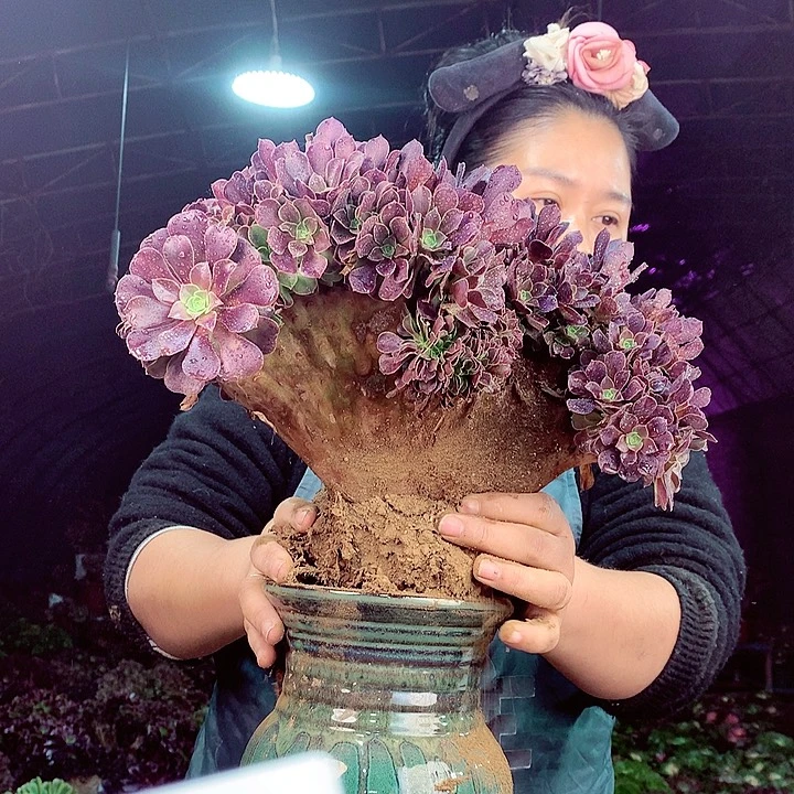 柒柒精品多肉脱土发货不包断侧枝S269