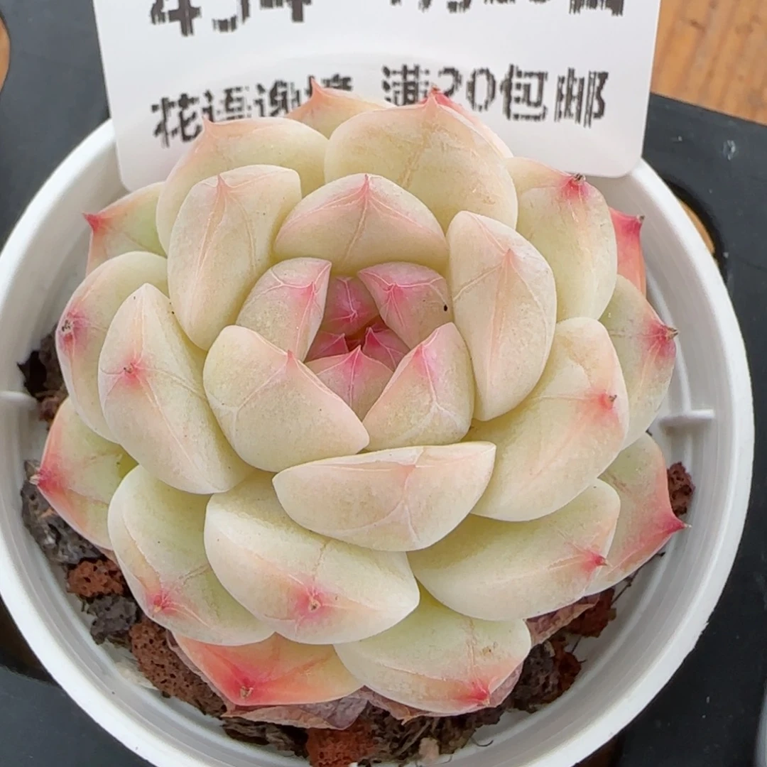 花语逸镜0129-454