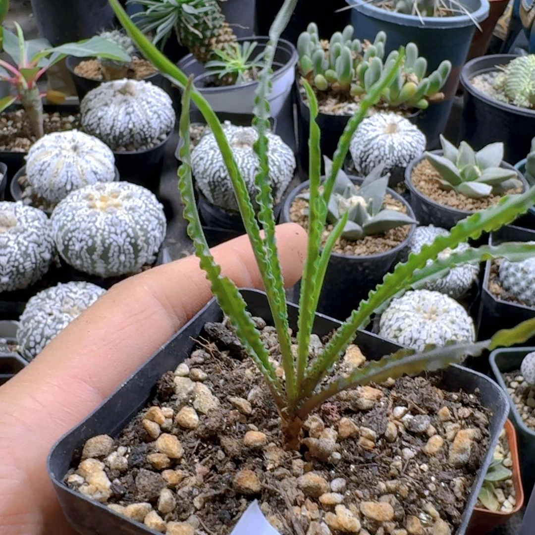 428波叶百合脱土发货一个随机