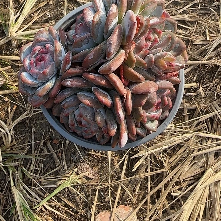 暮***雨青蛙王子儿童牙膏套装11