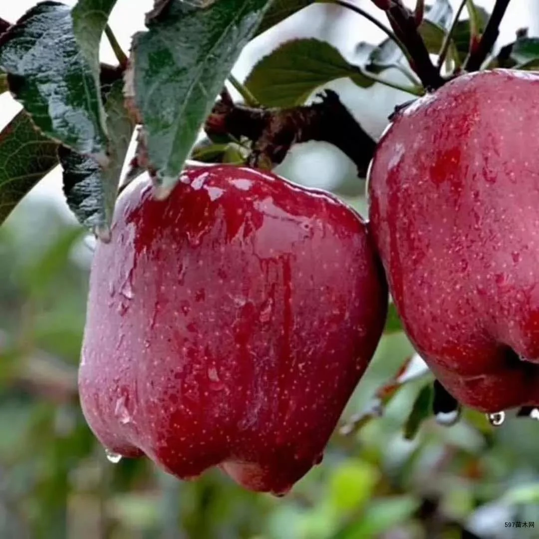 【蛇果盆景】南北方可种盆景当年开花