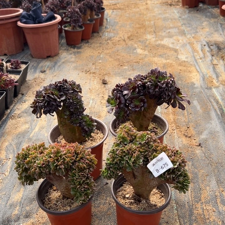 胜**先675 玫瑰2棵 欧紫2棵共4棵