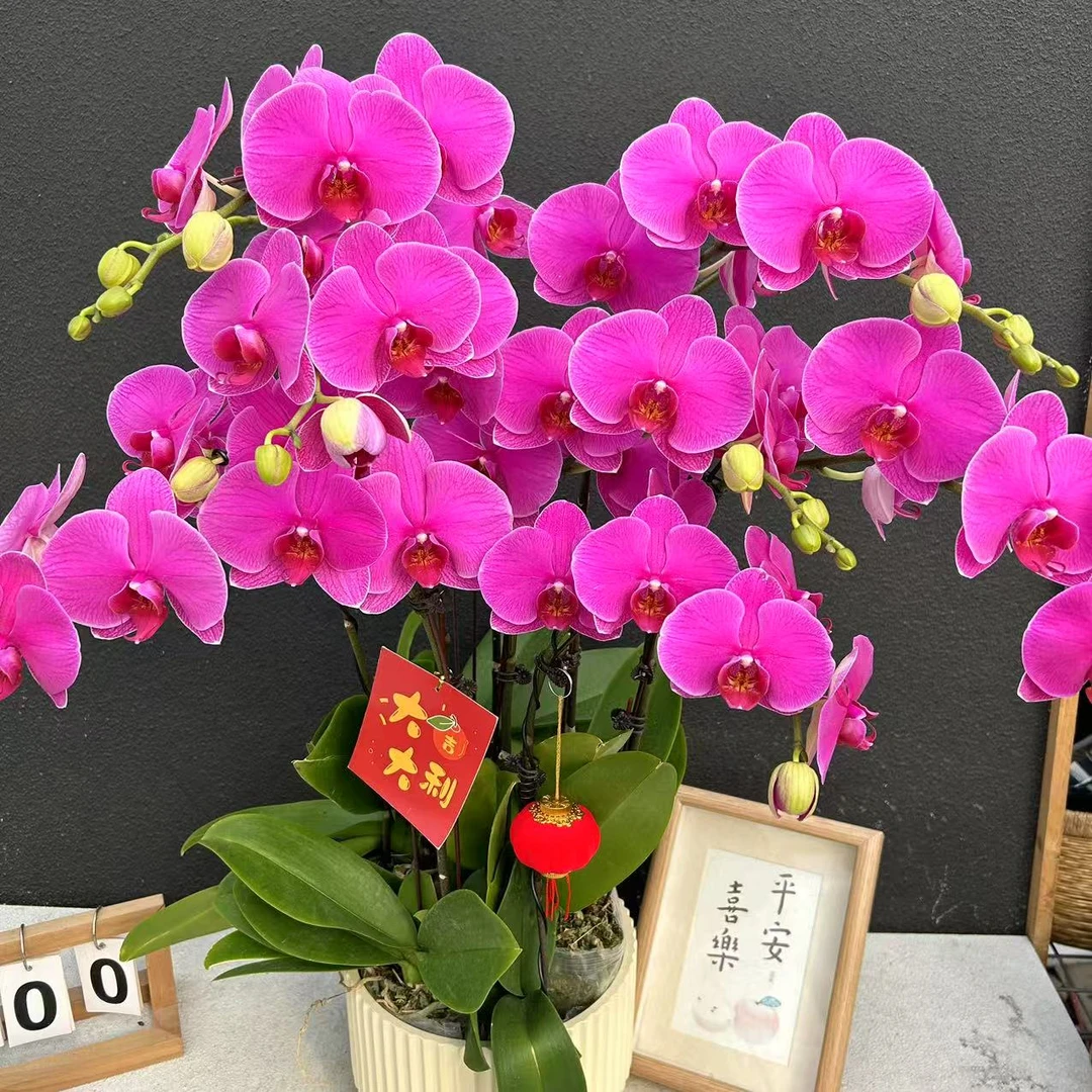 《恭喜发财》稀有品种大舌头 蝴蝶兰     鲜花室内长花期高端花卉