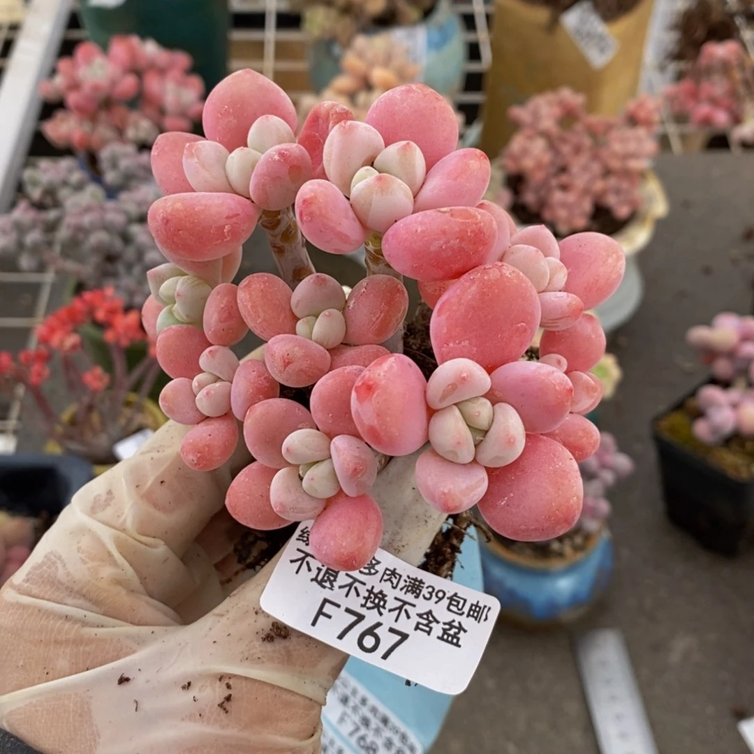 六**云樱花洛神767/8c m