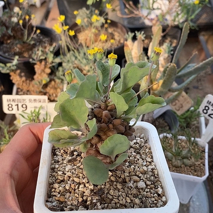 826蛮鬼塔厚敦菊带盆