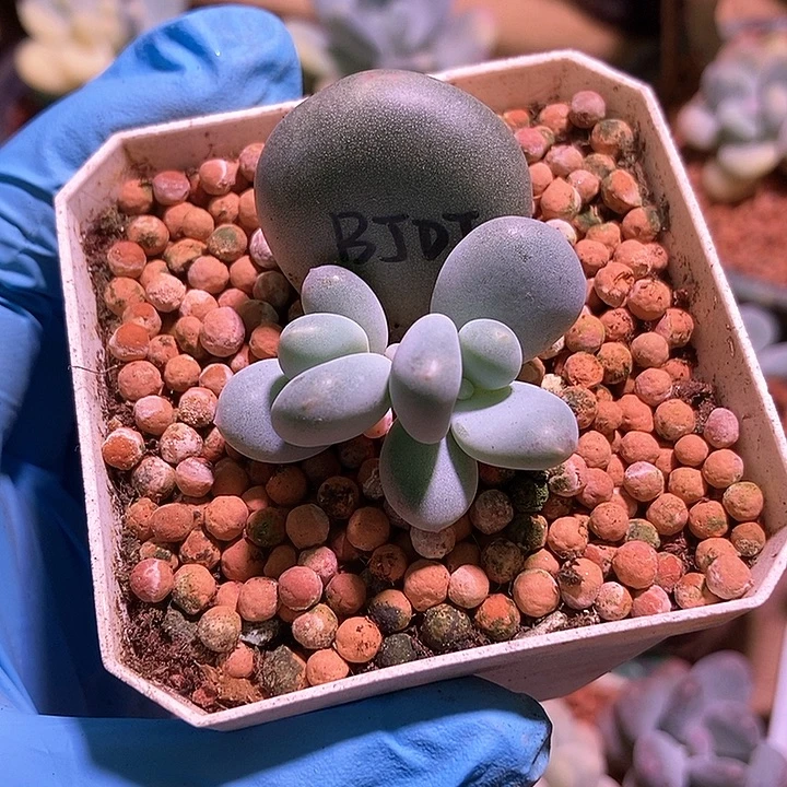 白大叶奶酪锦多肉植物