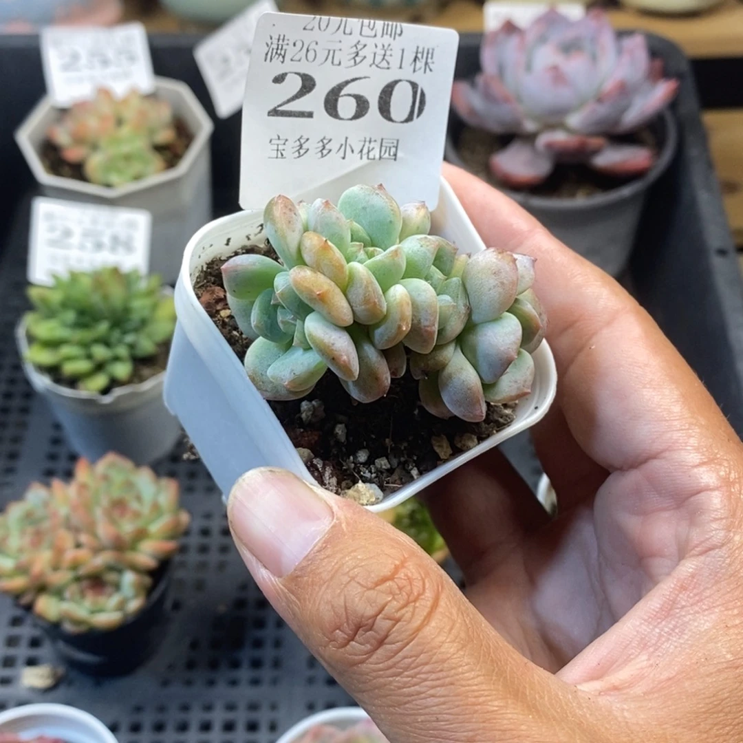 厚梦优选四头小树一物一拍满20元包邮满26送一颗