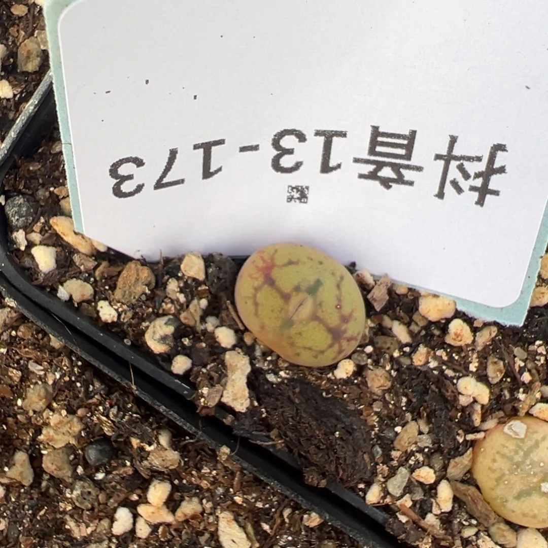 13-173肉锥多肉植物