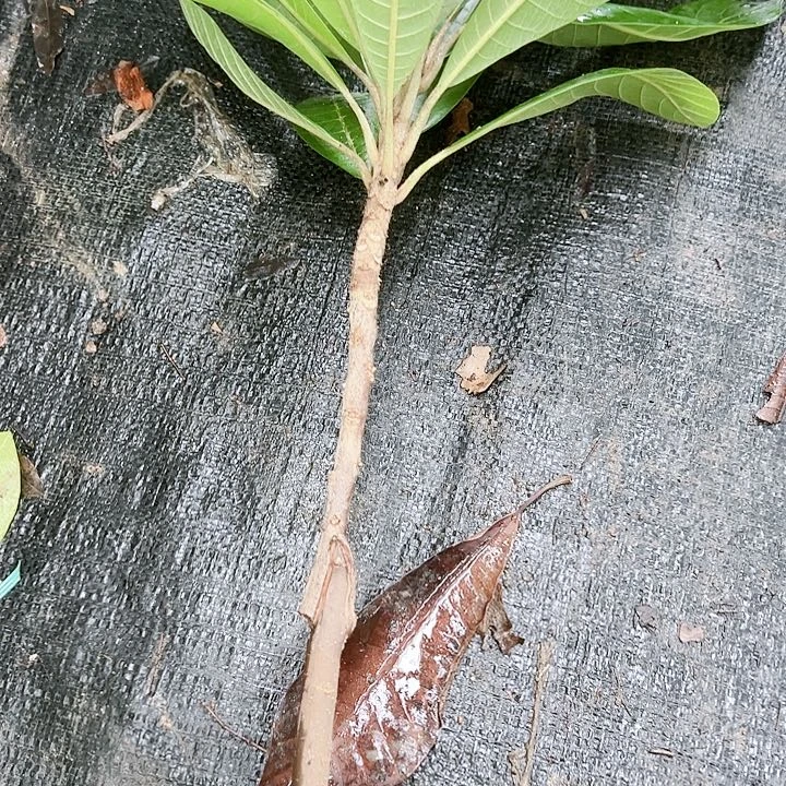 亦***斯马嘉纳3468900009